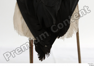Black stork leg tail 0003.jpg